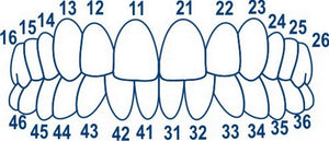 Anterior Transparent Crowns Matrices Matrix 64 pcs. TOR VM