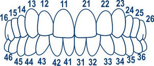 Dental Posterior Transparent Crowns Matrices Matrix 64 pcs. TOR VM 1.911